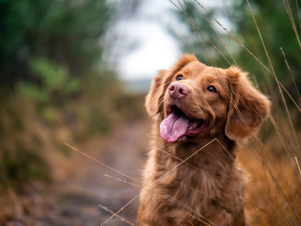 15 Pet Memorial Gifts That Pet Owners Actually Treasure