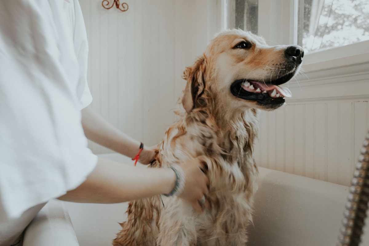 Moving and Digital Keepsakes for Pet Memorials