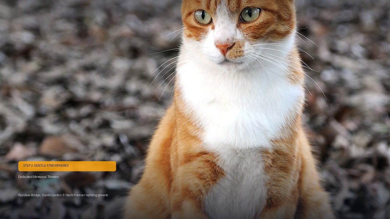 How to turn your pet photo into an AI memorial video in 3 steps