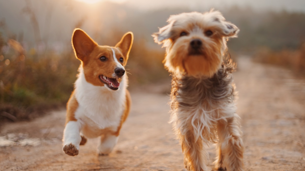 The Best Pet Loss Memorial Ideas to Honor Your Beloved Companion