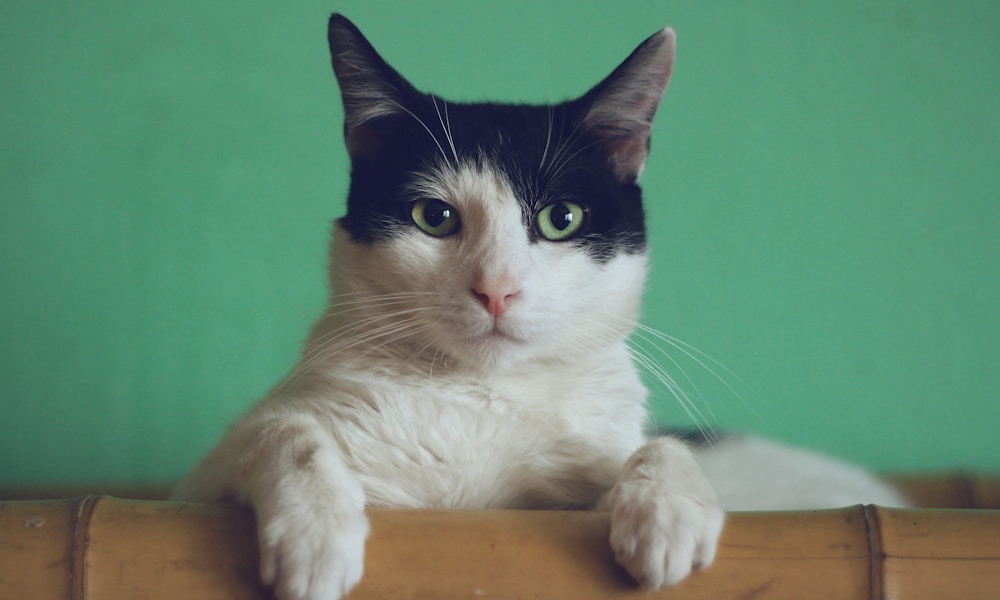 Animated Pet Memorial Video Keepsake Tribute