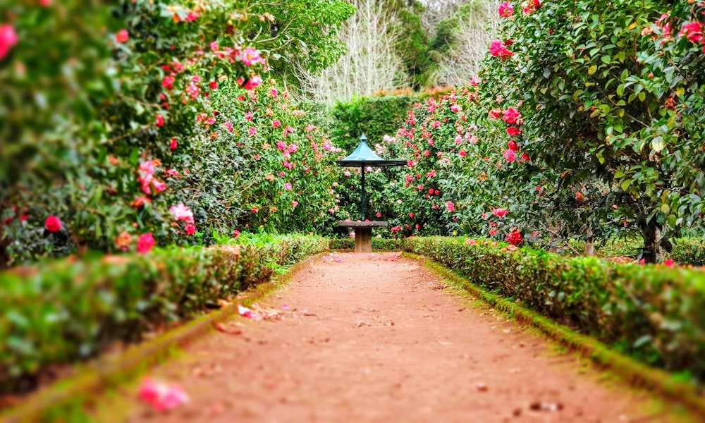 Living Pet Memorial Garden with Blooming Flowers and Stone