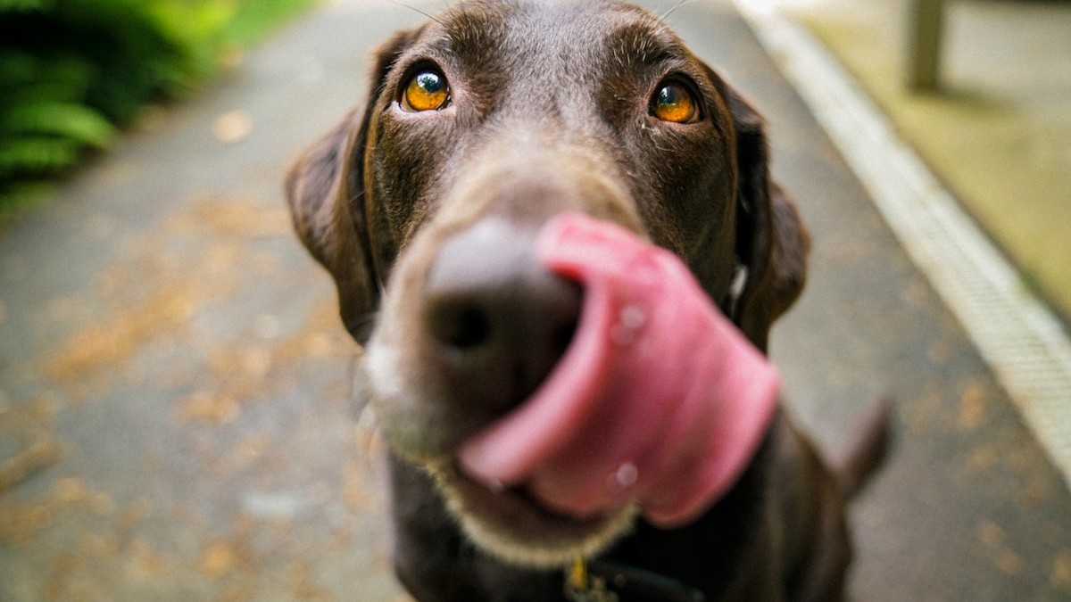 Bring pet photos to life as gentle moving memorial videos