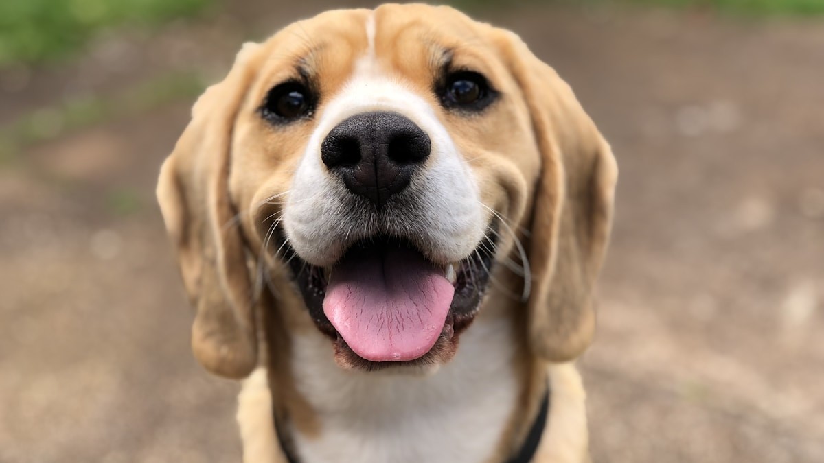 Step 1: Select and upload a clear photo of your beloved dog or cat