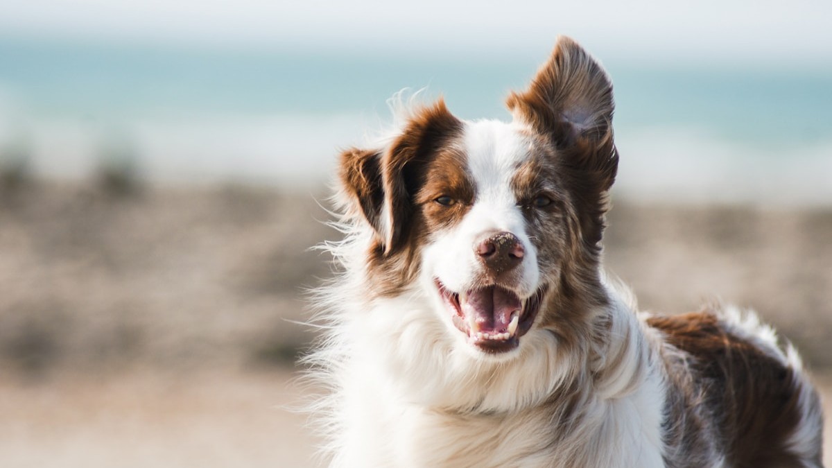 Step 2: Choose a dedicated pet memorial video theme and soundtrack