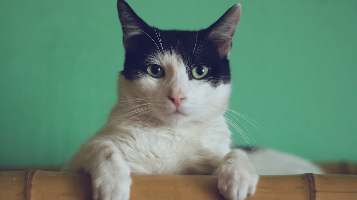 Step 3: Preview and download your 10-second HD moving pet memorial keepsake