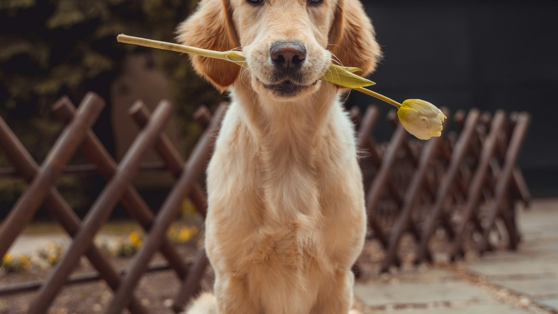 I Miss My Dog: Creating a Forever Memory