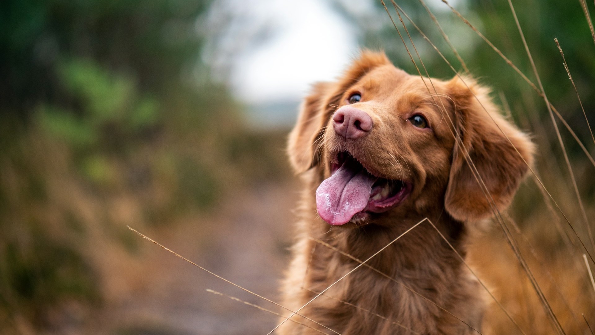 Bringing Dog Photos to Life with Motion and Video