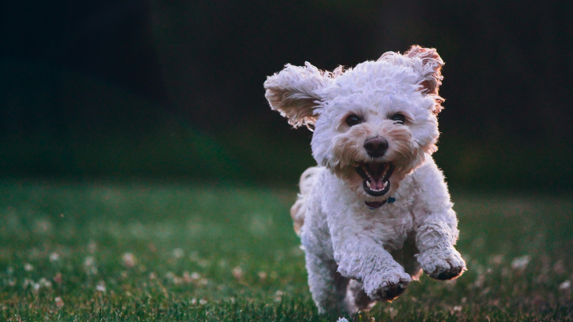 How to Create a Touching Pet Memorial Video